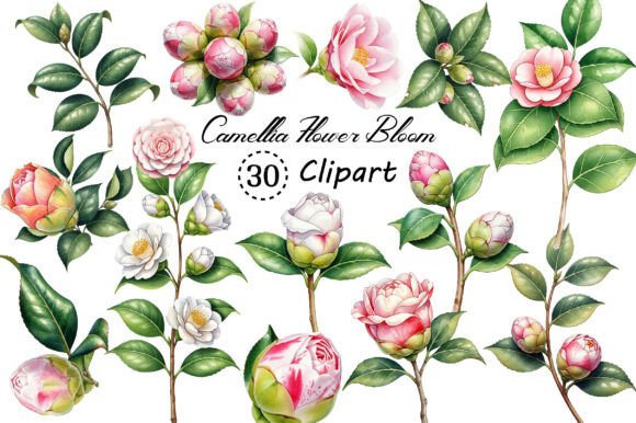 Camellia Flower Bloom PNG Clipart Guide